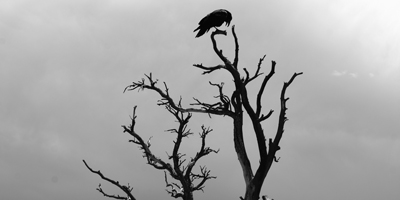 Crow's Perch